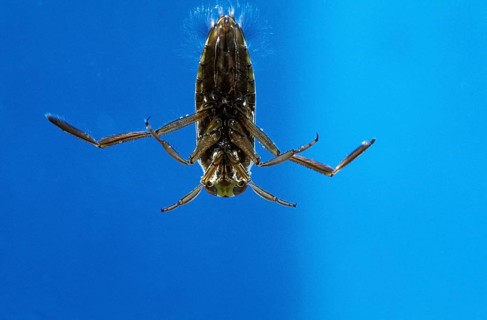 Common water boatman