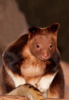 Goodfellow's Buergers' tree kangaroo