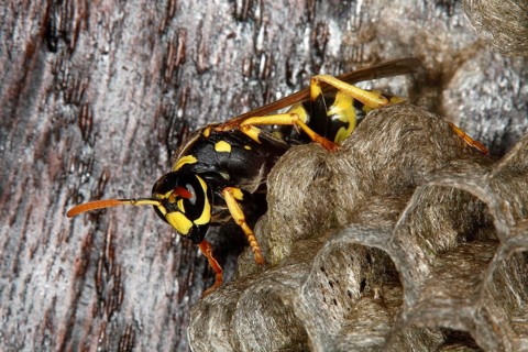 Common wasp