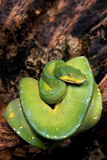 GREEN TREE PHYTON