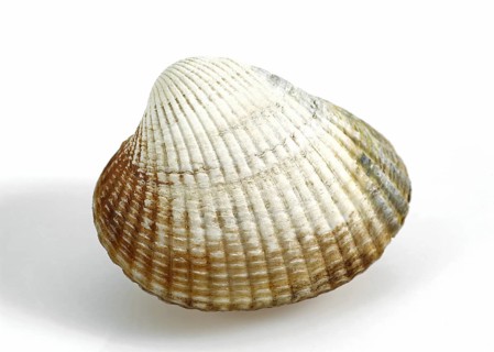 Common Cockle