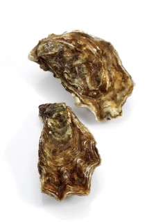 French Marennes d'Oleron oysters