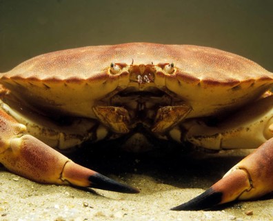 Edible Crab