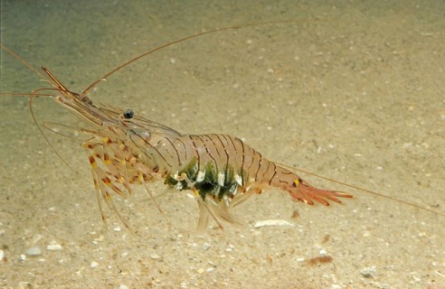 Common Palaemon sp.
