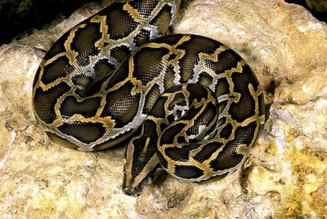 Indian python
