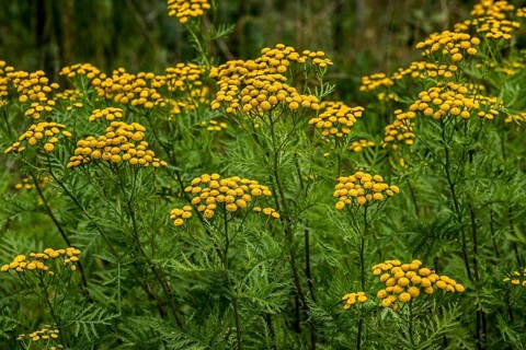 Common tansy