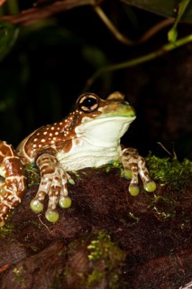 AMAZON MILK FROG