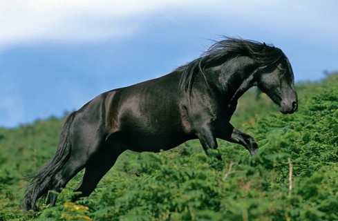 Pottok horse