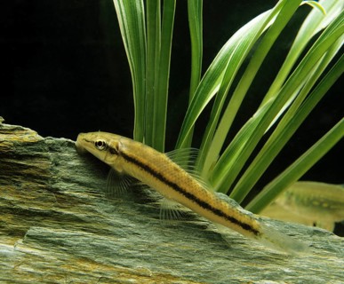 Siamese Sucking Loach