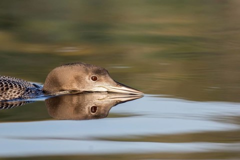 Great Northern Loon