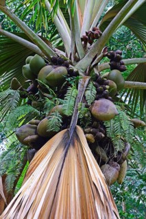 Coco de Mer