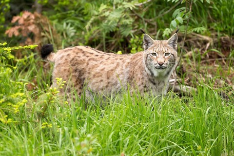 Lynx