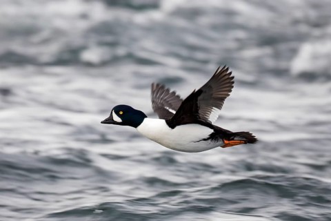 Barrow's goldeneye