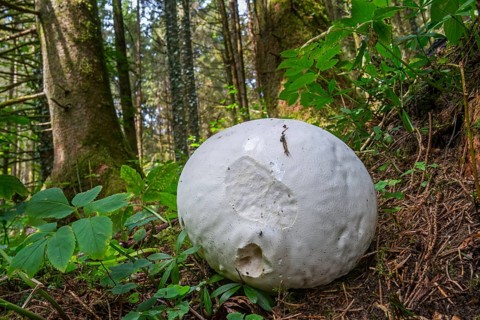 Giant puffball