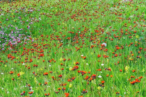 Meadow with wild flowers