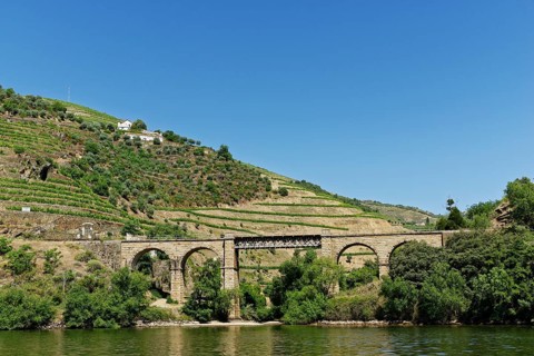 Vineyards at the river Douro
