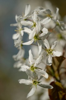 Snowy mespilus