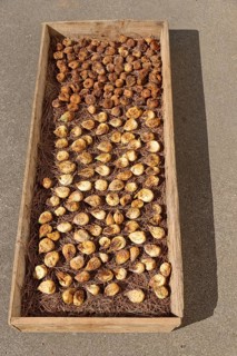 Common figs