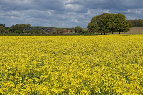Field with Rape