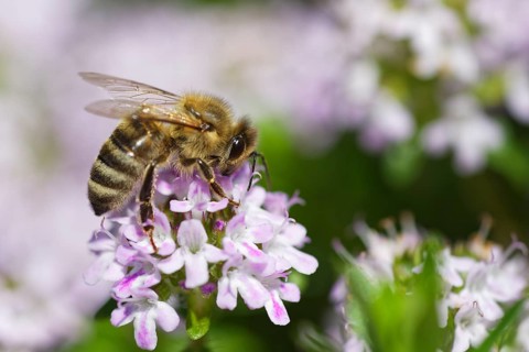 Honey bee