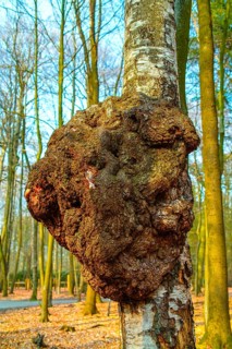 Burl