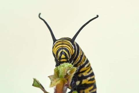 Caterpillar of the monarch butterfly