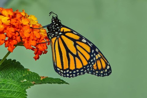 Monarch butterfly