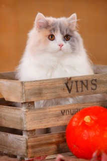 British Longhair