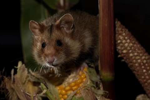 European Hamster
