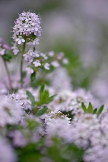 Common Thyme