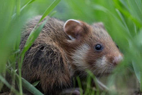 European Hamster