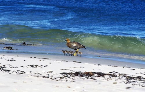 Kelp goose