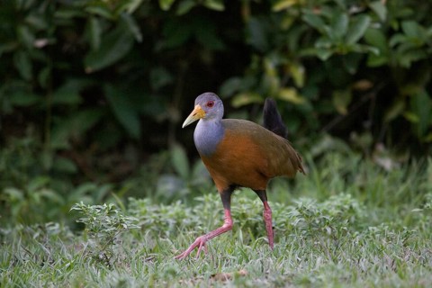 Grey necked wood rail