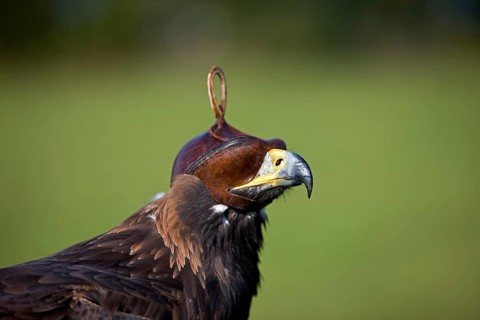 Golden eagle