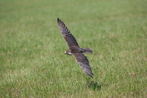 Saker falcon
