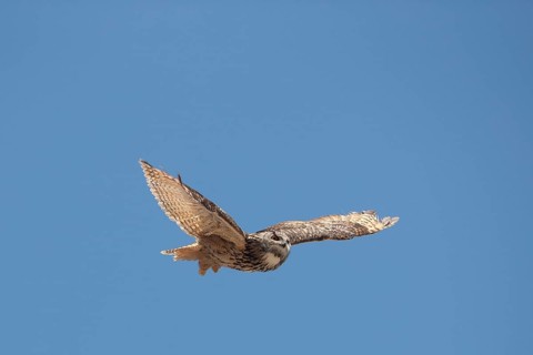 Cape Eagle Owl