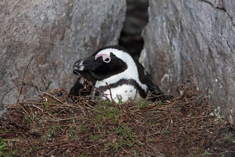 African penguin