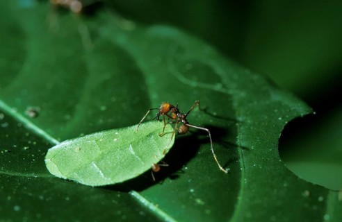 Leaf-Cutter Ant