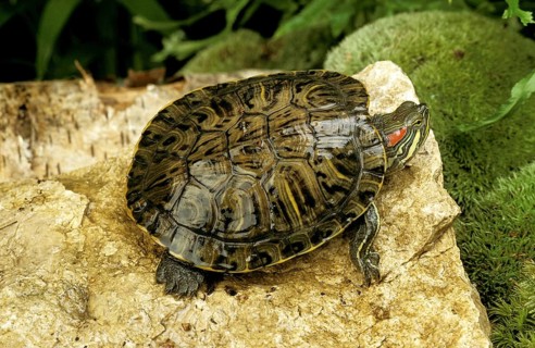 Red eared slider