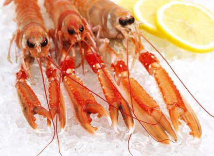 Dublin Bay Prawn