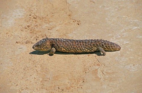 Bobtail Skink
