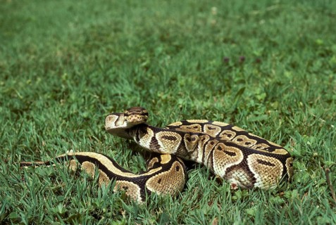 Royal python