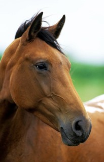 American Saddlebred Horse