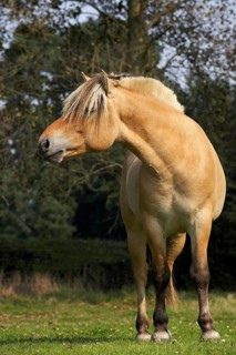 NORWEGIAN FJORD HORSE