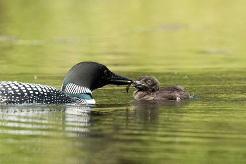 Common loon