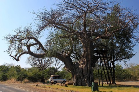 Outlook Tree