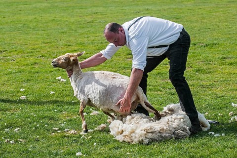 Shearing machine for shearing the wool fleece of a white sheep with motor-driven toothed knife cutter