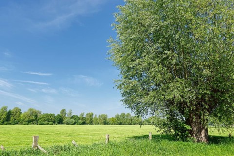Head Willow