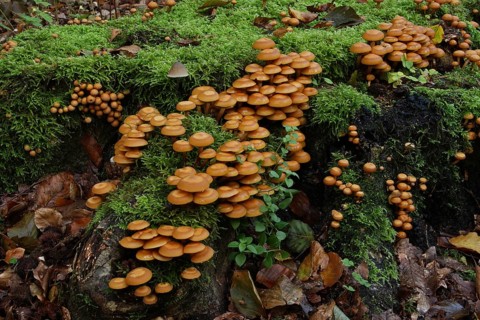 Sheathed woodtuft