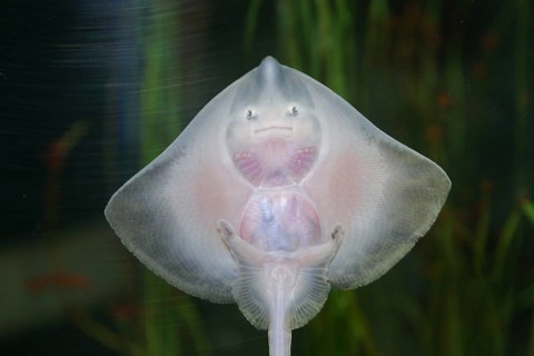 Thornback ray